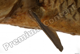 Common chub Squalius cephalus belly fin 0007.jpg